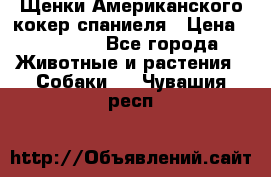 Щенки Американского кокер спаниеля › Цена ­ 15 000 - Все города Животные и растения » Собаки   . Чувашия респ.